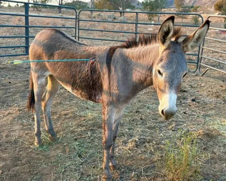 Burro On the Mend After Latest Projectile Strike on Feral Donkeys in California